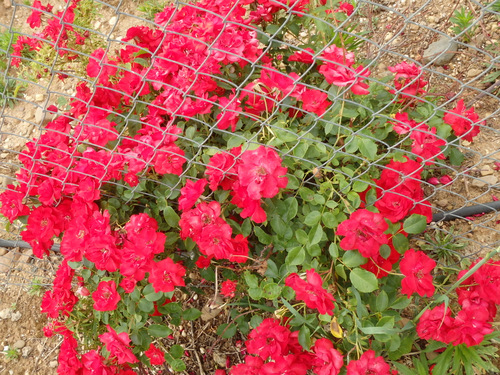 Geranium Bunch growing through a fence.